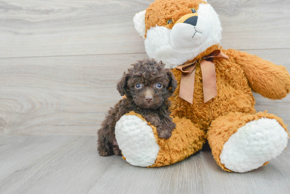 Poochon Puppy for Adoption