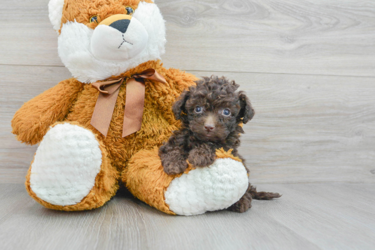 Fluffy Poochon Poodle Mix Pup