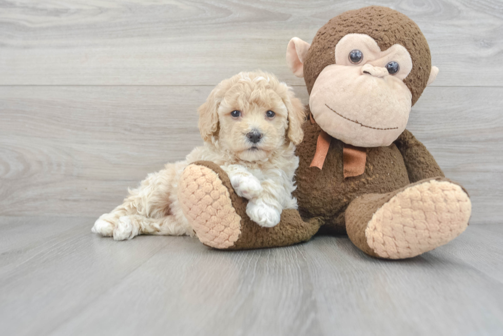 Fluffy Poochon Poodle Mix Pup