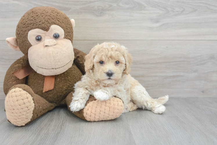 Funny Poochon Poodle Mix Pup