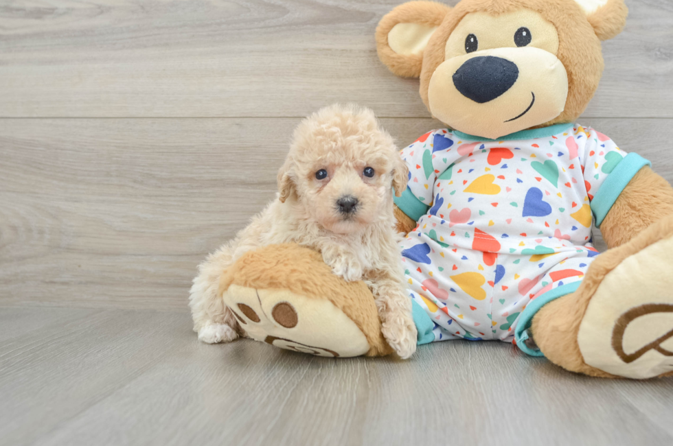 6 week old Poochon Puppy For Sale - Premier Pups