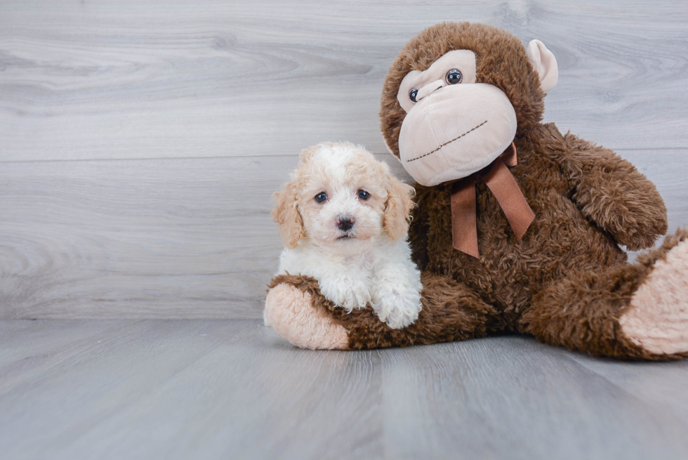 Petite Poochon Poodle Mix Pup