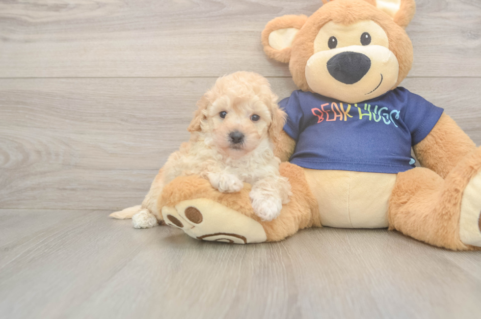 5 week old Poochon Puppy For Sale - Premier Pups