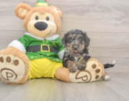 5 week old Poochon Puppy For Sale - Premier Pups