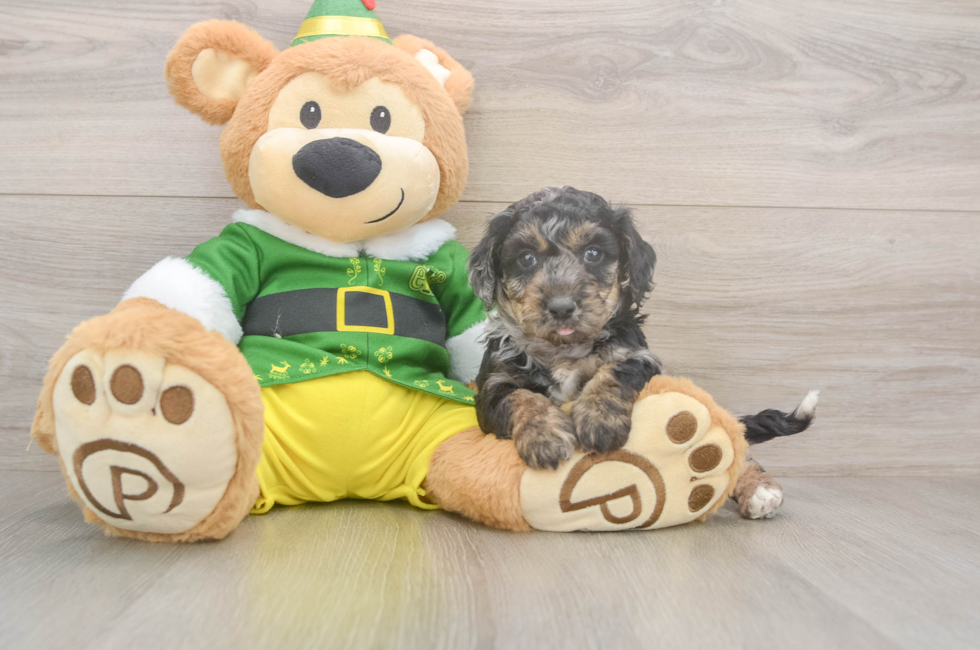 5 week old Poochon Puppy For Sale - Premier Pups