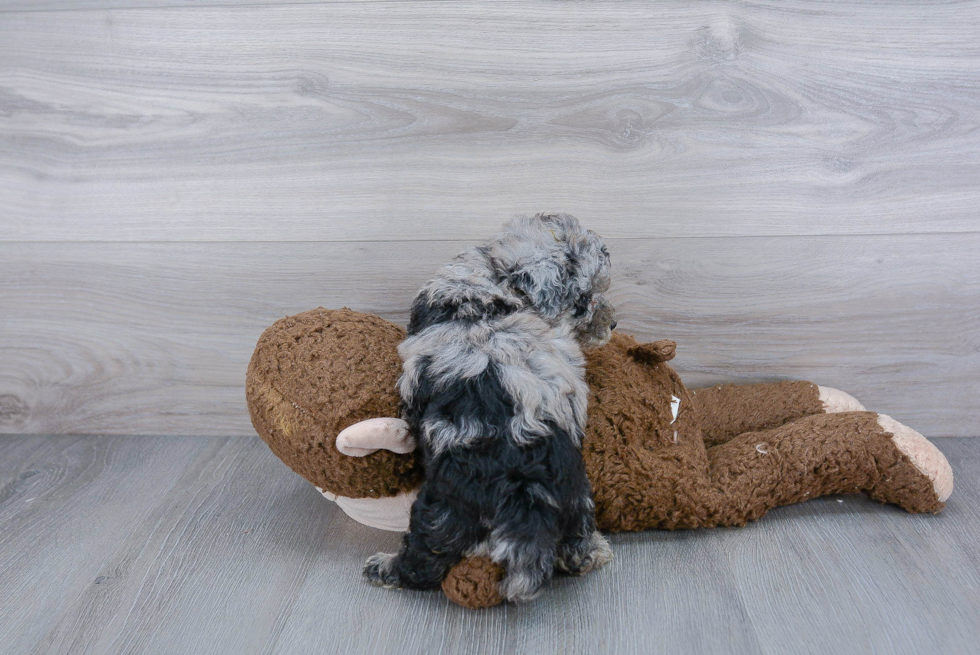 Little Bichpoo Poodle Mix Puppy