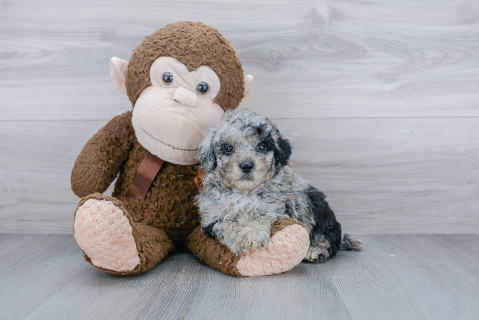 Playful Bichpoo Poodle Mix Puppy