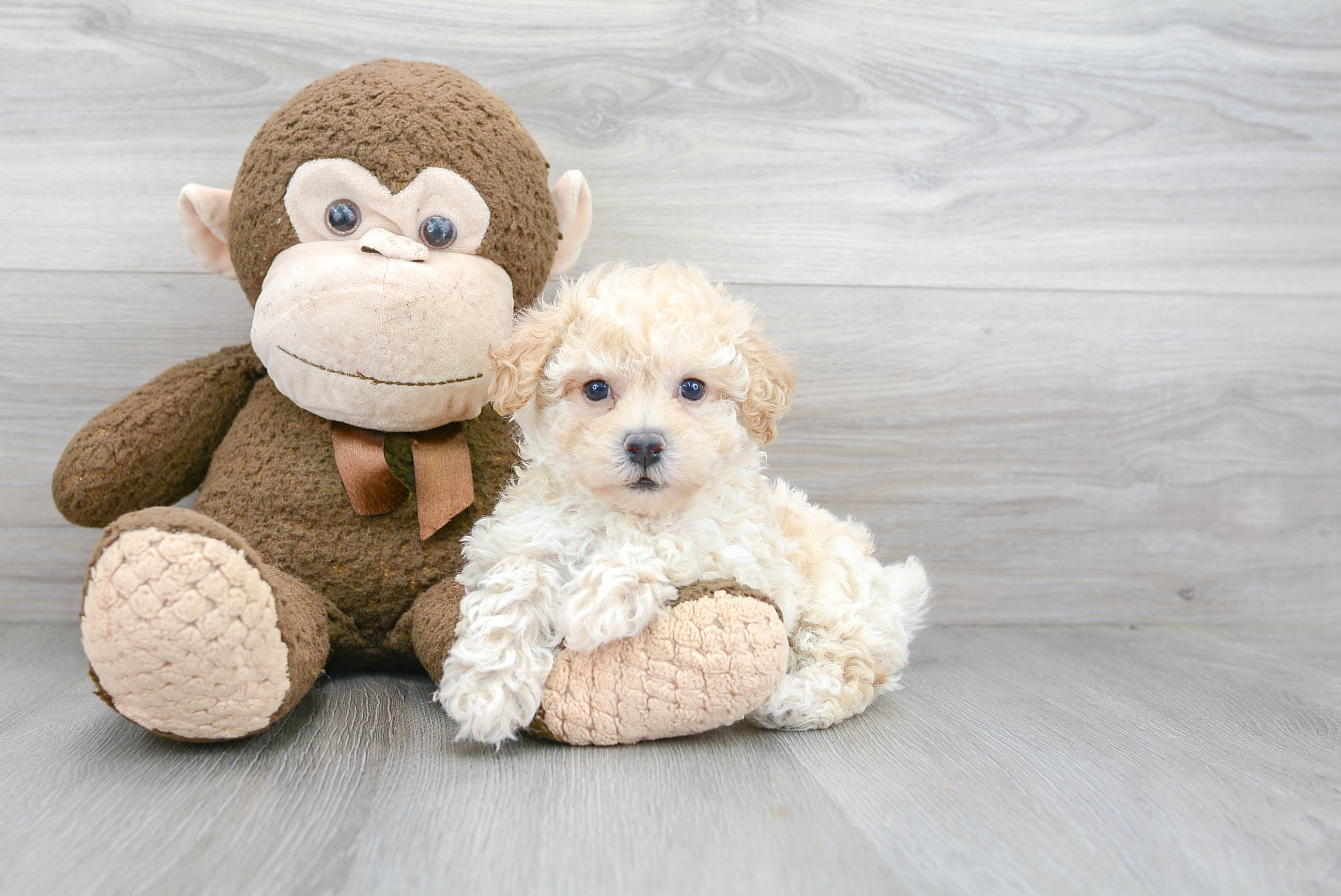 Best Poochon Baby