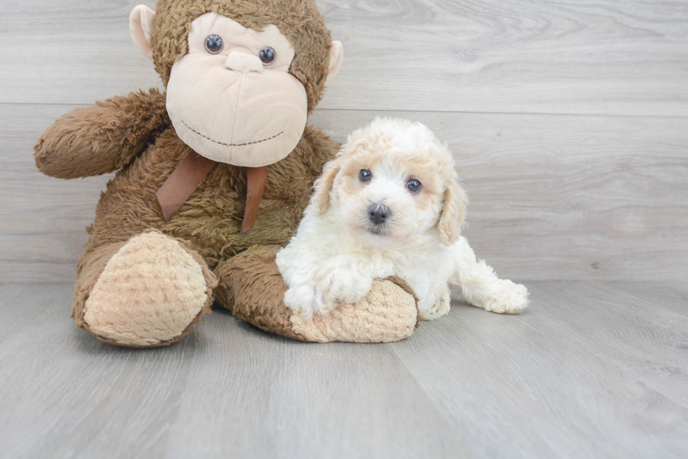 Hypoallergenic Bichpoo Poodle Mix Puppy