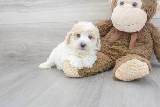 Sweet Poochon Baby