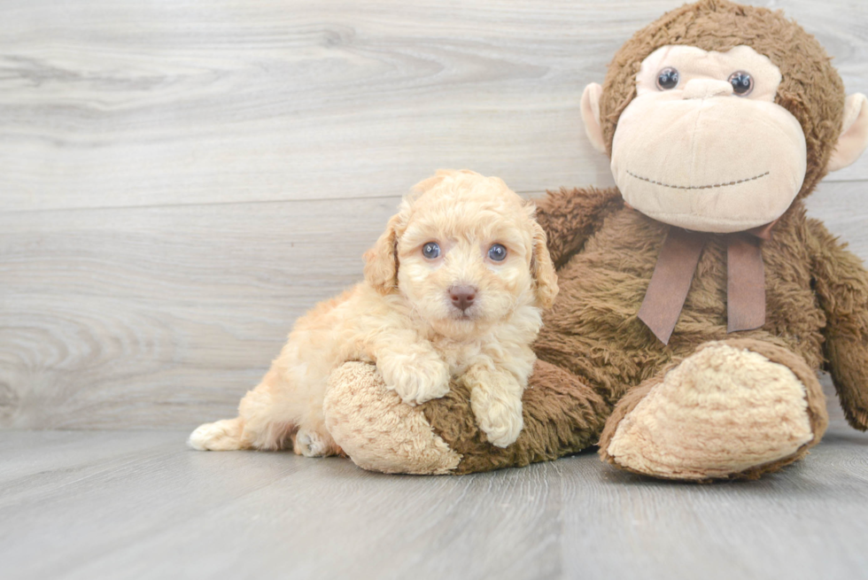 Best Poochon Baby