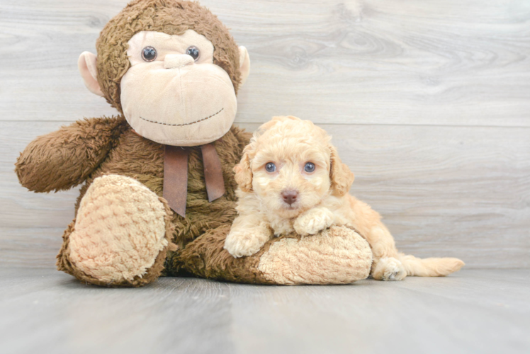 Funny Poochon Poodle Mix Pup