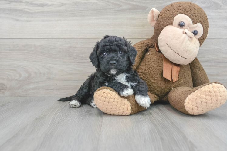 Poochon Puppy for Adoption