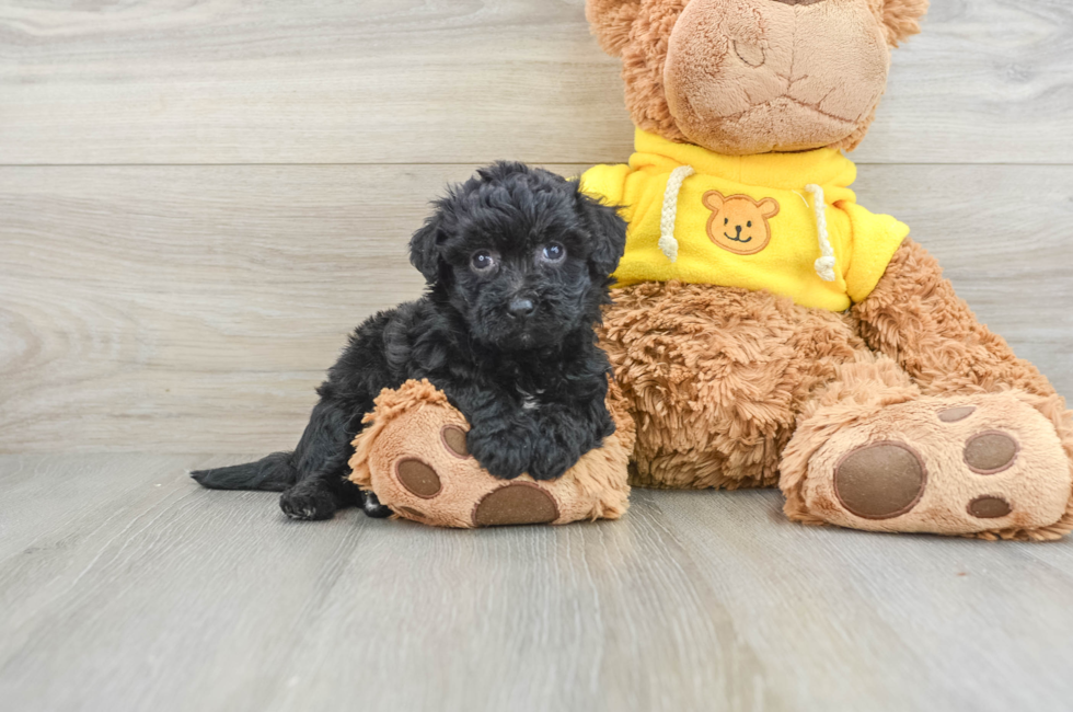 5 week old Poochon Puppy For Sale - Premier Pups