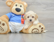 6 week old Poochon Puppy For Sale - Premier Pups