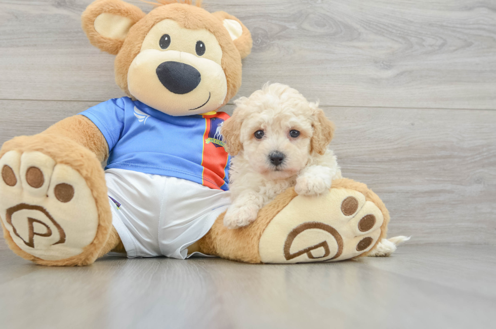6 week old Poochon Puppy For Sale - Premier Pups