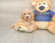8 week old Poochon Puppy For Sale - Premier Pups