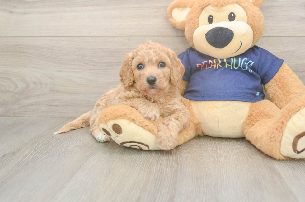 5 week old Poochon Puppy For Sale - Premier Pups