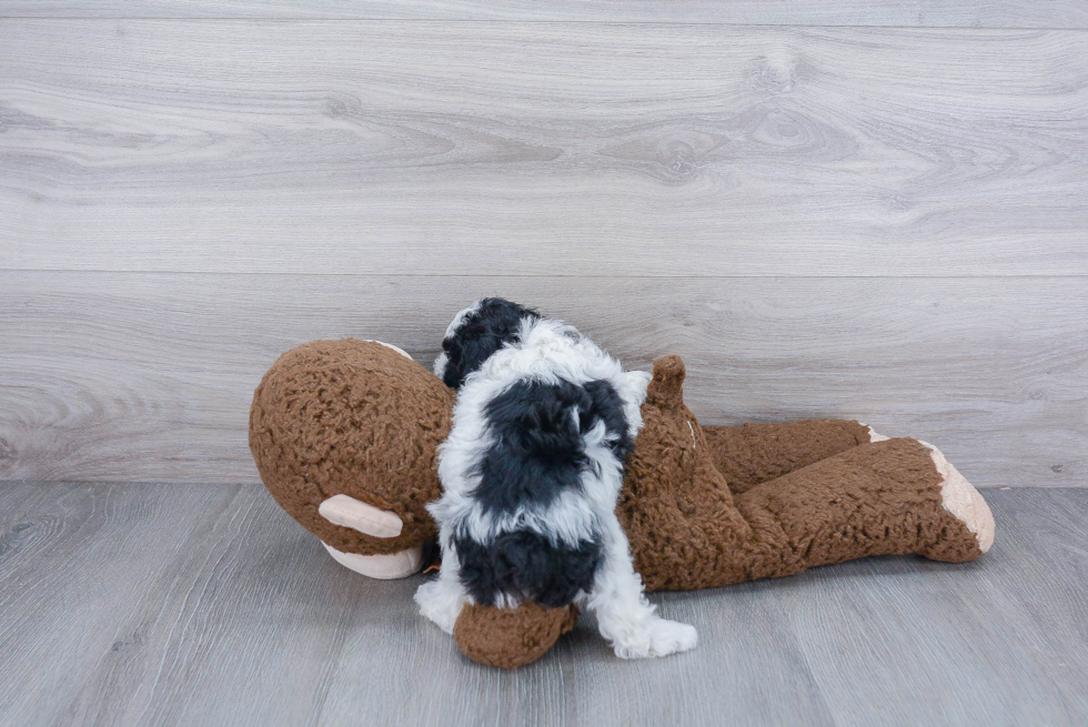 Friendly Poochon Baby