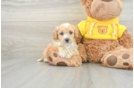 Funny Poochon Poodle Mix Pup