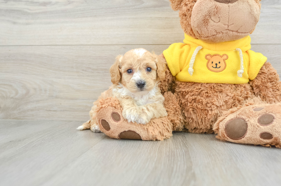 5 week old Poochon Puppy For Sale - Premier Pups