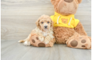 Playful Bichpoo Poodle Mix Puppy