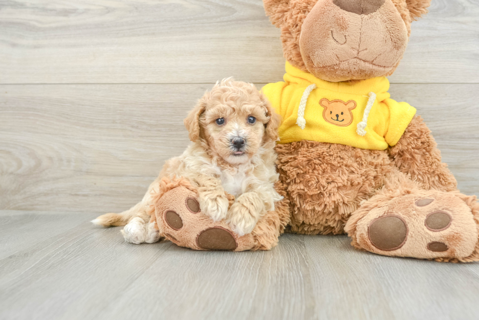 Playful Bichpoo Poodle Mix Puppy