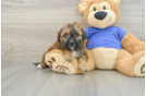 Poochon Pup Being Cute