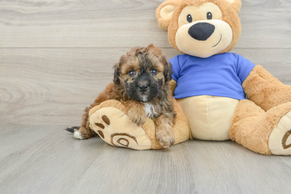 Poochon Pup Being Cute
