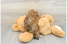 Best Poochon Baby