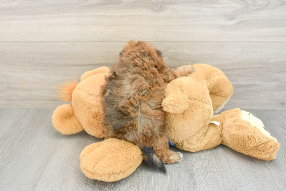 Best Poochon Baby