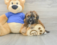 6 week old Poochon Puppy For Sale - Premier Pups