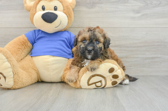 Poochon Pup Being Cute