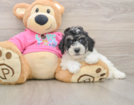 5 week old Poochon Puppy For Sale - Premier Pups