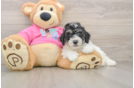Energetic Bichpoo Poodle Mix Puppy