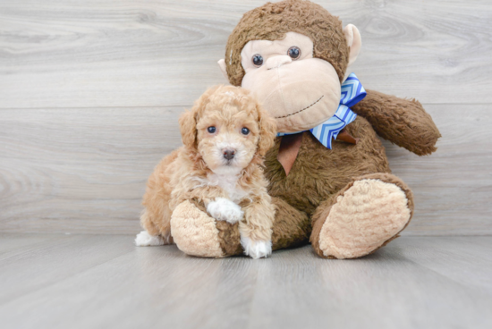 Friendly Poochon Baby