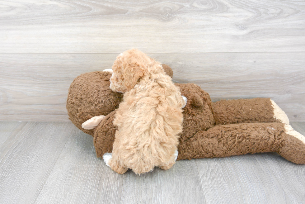 Popular Poochon Poodle Mix Pup