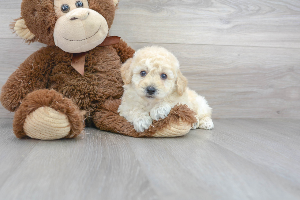 Poochon Pup Being Cute