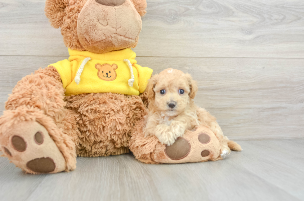 5 week old Poochon Puppy For Sale - Premier Pups