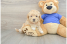 Cute Poochon Baby