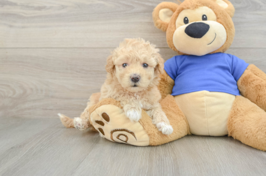Cute Poochon Baby