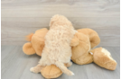 Smart Poochon Poodle Mix Pup