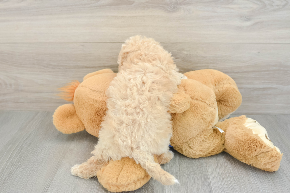 Smart Poochon Poodle Mix Pup