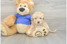 Poochon Pup Being Cute