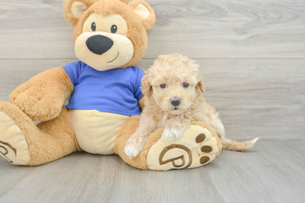 Poochon Pup Being Cute