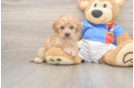 Poochon Pup Being Cute
