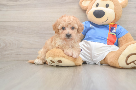 Poochon Pup Being Cute