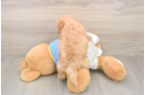 Poochon Puppy for Adoption