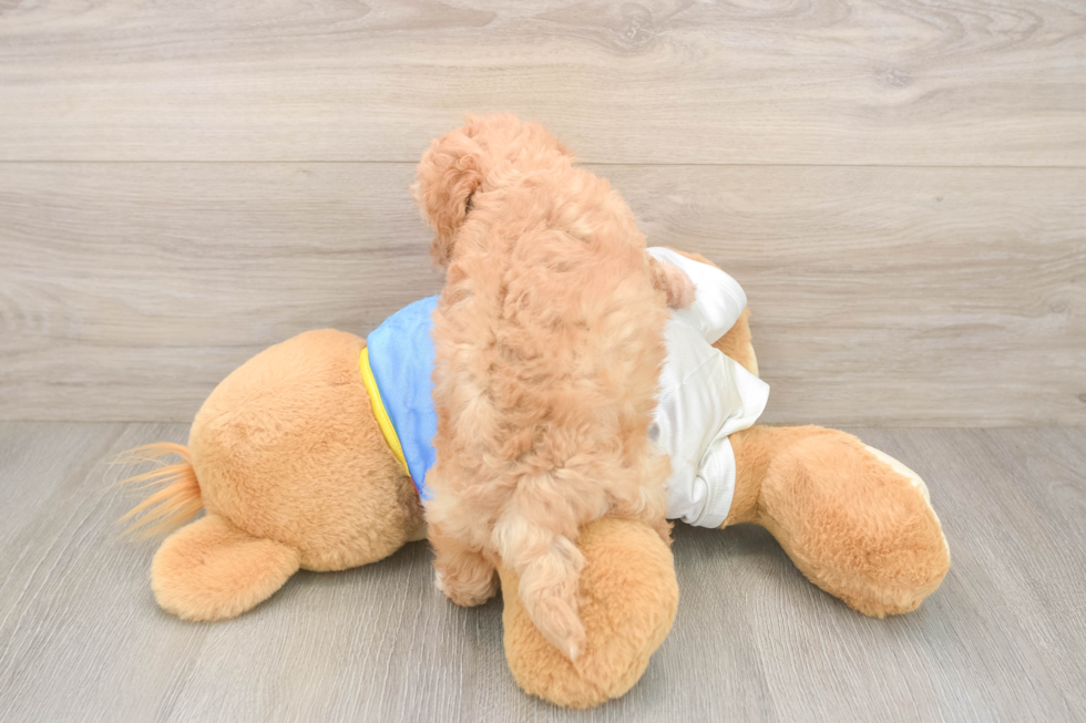 Poochon Puppy for Adoption