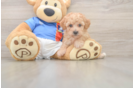 Poochon Pup Being Cute